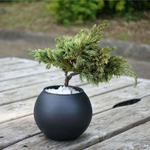 画像をギャラリービューアに読み込む, 【父の日ギフト】ドライ盆栽® 黒陶器 枯れ盆栽