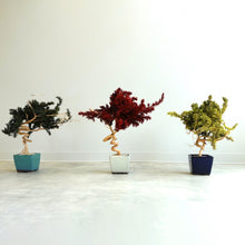 画像をギャラリービューアに読み込む, ドライ盆栽® スマート・黄