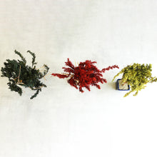 画像をギャラリービューアに読み込む, ドライ盆栽® スマート・緑