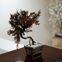 画像をギャラリービューアに読み込む, ドライ盆栽®カラフル ミニ