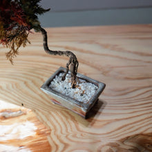 画像をギャラリービューアに読み込む, ドライ盆栽®カラフル ミニ