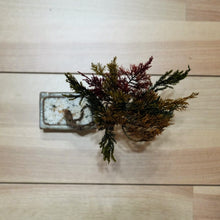 画像をギャラリービューアに読み込む, ドライ盆栽®カラフル ミニ