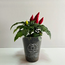 画像をギャラリービューアに読み込む, 【ボタニカルソイルCUP観葉】テーブルプランツ(Table Plants) 五色トウガラシMIX