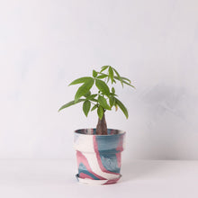 画像をギャラリービューアに読み込む, パキラ 5号 おしゃれなマーブル鉢カバーセット