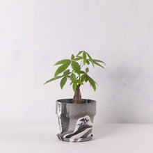 画像をギャラリービューアに読み込む, パキラ 5号 おしゃれなマーブル鉢カバーセット