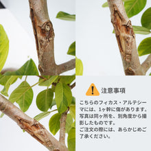 画像をギャラリービューアに読み込む, 【一点物】フィカス・アルテシーマ 10号 高さ約160cm No.76 ※注意事項あり