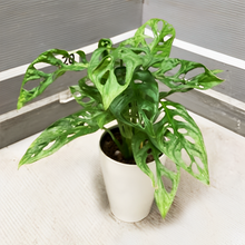 画像をギャラリービューアに読み込む, 【室内におすすめ 観葉植物】マドカズラ 4号