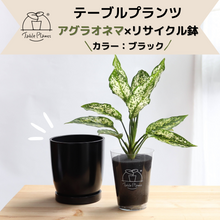 画像をギャラリービューアに読み込む, 【土を使わない観葉植物】テーブルプランツ(Table Plants) アグラオネマ×リサイクルポット(ブラック)