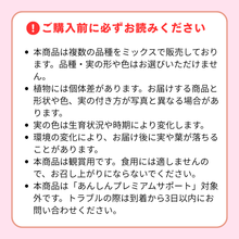 画像をギャラリービューアに読み込む, 【ボタニカルソイルCUP観葉】テーブルプランツ(Table Plants) 五色トウガラシMIX