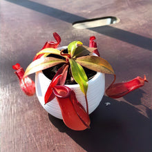 画像をギャラリービューアに読み込む, 【販売期間:7月2日まで】ネペンテス・レディラック 1鉢