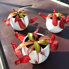 画像をギャラリービューアに読み込む, 【販売期間:7月2日まで】ネペンテス・レディラック 1鉢