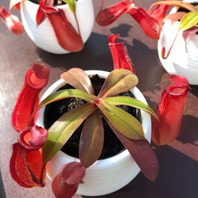 画像をギャラリービューアに読み込む, 【販売期間:7月2日まで】ネペンテス・レディラック 1鉢