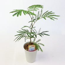 画像をギャラリービューアに読み込む, 【室内におすすめ 観葉植物】ネムノキ・エバーフレッシュ 5号