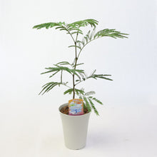 画像をギャラリービューアに読み込む, 【室内におすすめ 観葉植物】ネムノキ・エバーフレッシュ 5号