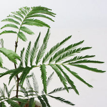 画像をギャラリービューアに読み込む, 【室内におすすめ 観葉植物】ネムノキ・エバーフレッシュ 5号