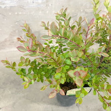 画像をギャラリービューアに読み込む, 【予約商品:11/17発送】ネイティブブルーベリー・プリティ 5号 1鉢