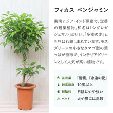 画像をギャラリービューアに読み込む, フィカス・ベンジャミン リッチ 7号 スタンダード仕立て