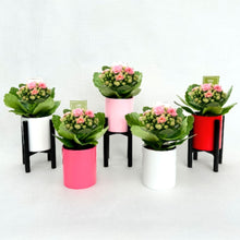 画像をギャラリービューアに読み込む, 【予約商品:2/9発送分】カランコエ・クララ(DONCOVER)スタンド付き 2.5号 1鉢