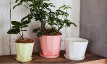 画像をギャラリービューアに読み込む, 【3個or5個セット】メンデス(ピンク)3号鉢