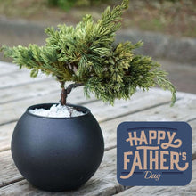 画像をギャラリービューアに読み込む, 【父の日ギフト】ドライ盆栽® 黒陶器 枯れ盆栽