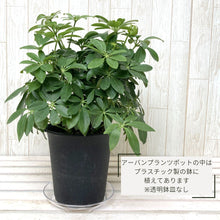 画像をギャラリービューアに読み込む, ホンコンカポック(シェフレラ) 5号 アーバンプランツポットセット