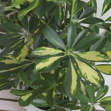 画像をギャラリービューアに読み込む, 斑入り カポック(シェフレラ) 7号 シンプル鉢カバーセット