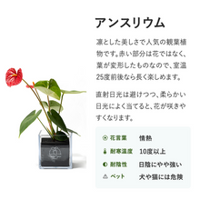 画像をギャラリービューアに読み込む, 【土を使わない観葉植物】テーブルプランツ キューブ (Table Plants CUBE)