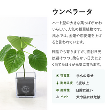 画像をギャラリービューアに読み込む, 【土を使わない観葉植物】テーブルプランツ(Table Plants) フィカス・ウンベラータ