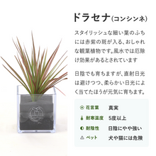 画像をギャラリービューアに読み込む, 【土を使わない観葉植物】テーブルプランツ(Table Plants) ドラセナ