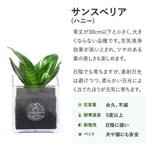 画像をギャラリービューアに読み込む, 【土を使わない観葉植物】テーブルプランツ(Table Plants) サンスベリア