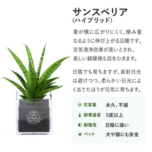 画像をギャラリービューアに読み込む, 【土を使わない観葉植物】テーブルプランツ(Table Plants) サンスベリア