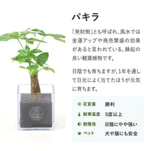 画像をギャラリービューアに読み込む, 【土を使わない観葉植物】テーブルプランツ(Table Plants) パキラ