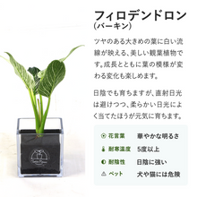 画像をギャラリービューアに読み込む, 【土を使わない観葉植物】テーブルプランツ(Table Plants CUBE) フィロデンドロン