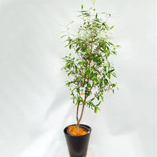 画像をギャラリービューアに読み込む, 香川で育ったオリーブの木(ひなかぜ) 8号 鉢カバーセット ギフトにおすすめ