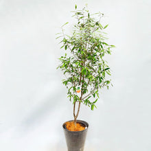 画像をギャラリービューアに読み込む, 香川で育ったオリーブの木(ひなかぜ) 8号 鉢カバーセット ギフトにおすすめ