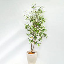 画像をギャラリービューアに読み込む, 香川で育ったオリーブの木(ひなかぜ) 8号 鉢カバーセット ギフトにおすすめ