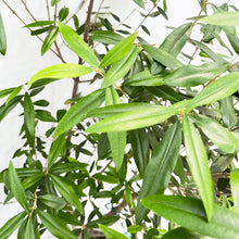 画像をギャラリービューアに読み込む, 香川で育ったオリーブの木(ひなかぜ) 8号 鉢カバーセット ギフトにおすすめ