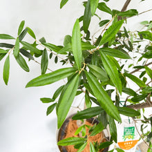 画像をギャラリービューアに読み込む, 香川で育ったオリーブの木(ひなかぜ) 8号 鉢カバーセット ギフトにおすすめ