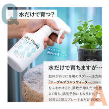 画像をギャラリービューアに読み込む, 【土を使わないハーブ】テーブルプランツ(Table Plants) アロマティカス
