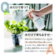 画像をギャラリービューアに読み込む, 【土を使わない観葉植物】テーブルプランツ(Table Plants)ガーデンベアカップ