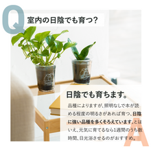 画像をギャラリービューアに読み込む, 【土を使わない観葉植物】テーブルプランツ(Table Plants)ガーデンベアカップ