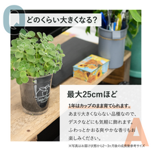 画像をギャラリービューアに読み込む, 【土を使わないハーブ】テーブルプランツ(Table Plants) アロマティカス