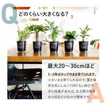 画像をギャラリービューアに読み込む, 【土を使わない観葉植物】テーブルプランツ(Table Plants)ガーデンベアカップ