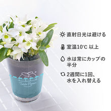 画像をギャラリービューアに読み込む, 【土を使わない花】テーブルプランツ(Table Plants) デンドロビウム 数量限定