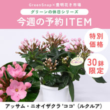 画像をギャラリービューアに読み込む, 【限定30鉢】アッサム・ニオイザクラ 'ココ'(ルクルア) 5号 ※予約商品:12/7まで 出荷予定:12/12