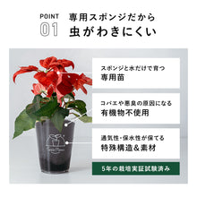 画像をギャラリービューアに読み込む, 【土を使わない観葉植物】Table Plants(テーブルプランツ) ポインセチア