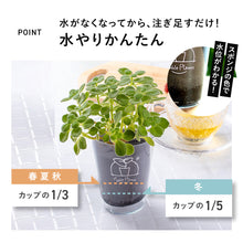 画像をギャラリービューアに読み込む, 【土を使わないハーブ】テーブルプランツ(Table Plants) アロマティカス