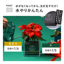 画像をギャラリービューアに読み込む, 【土を使わない観葉植物】Table Plants(テーブルプランツ) ポインセチア