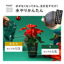 画像をギャラリービューアに読み込む, 【土を使わない観葉植物】Table Plants(テーブルプランツ) ポインセチア