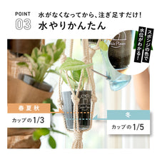 画像をギャラリービューアに読み込む, 【土を使わない観葉植物】テーブルプランツ(Table Plants) スキンダプサス